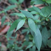 Strobilanthes adenophora Nees